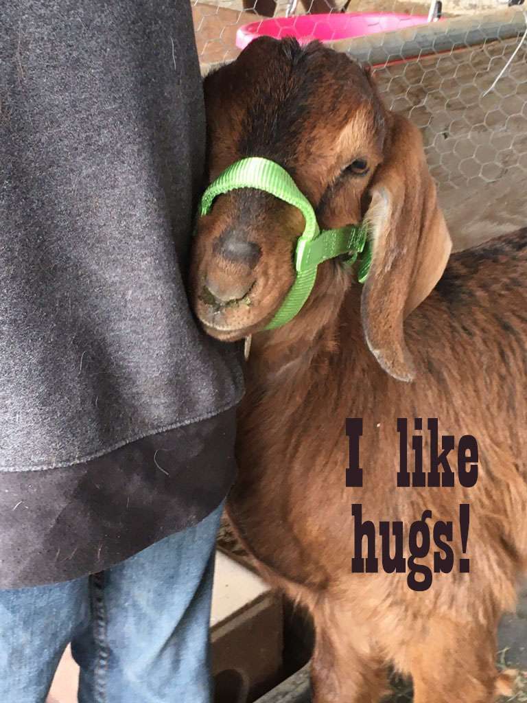 Animal Friends 4